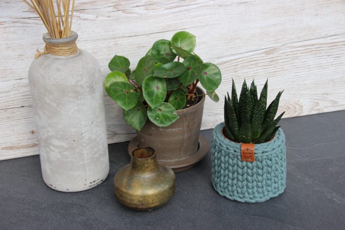 Cache pot plante grasse